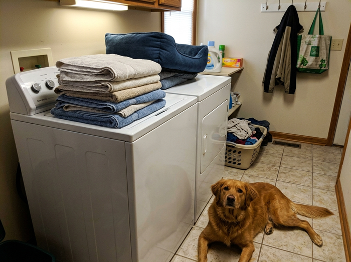 Toallas limpias y mi perro al lado de la lavadora